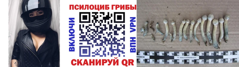 Галлюциногенные грибы Psilocybe  Купить  Щучье 